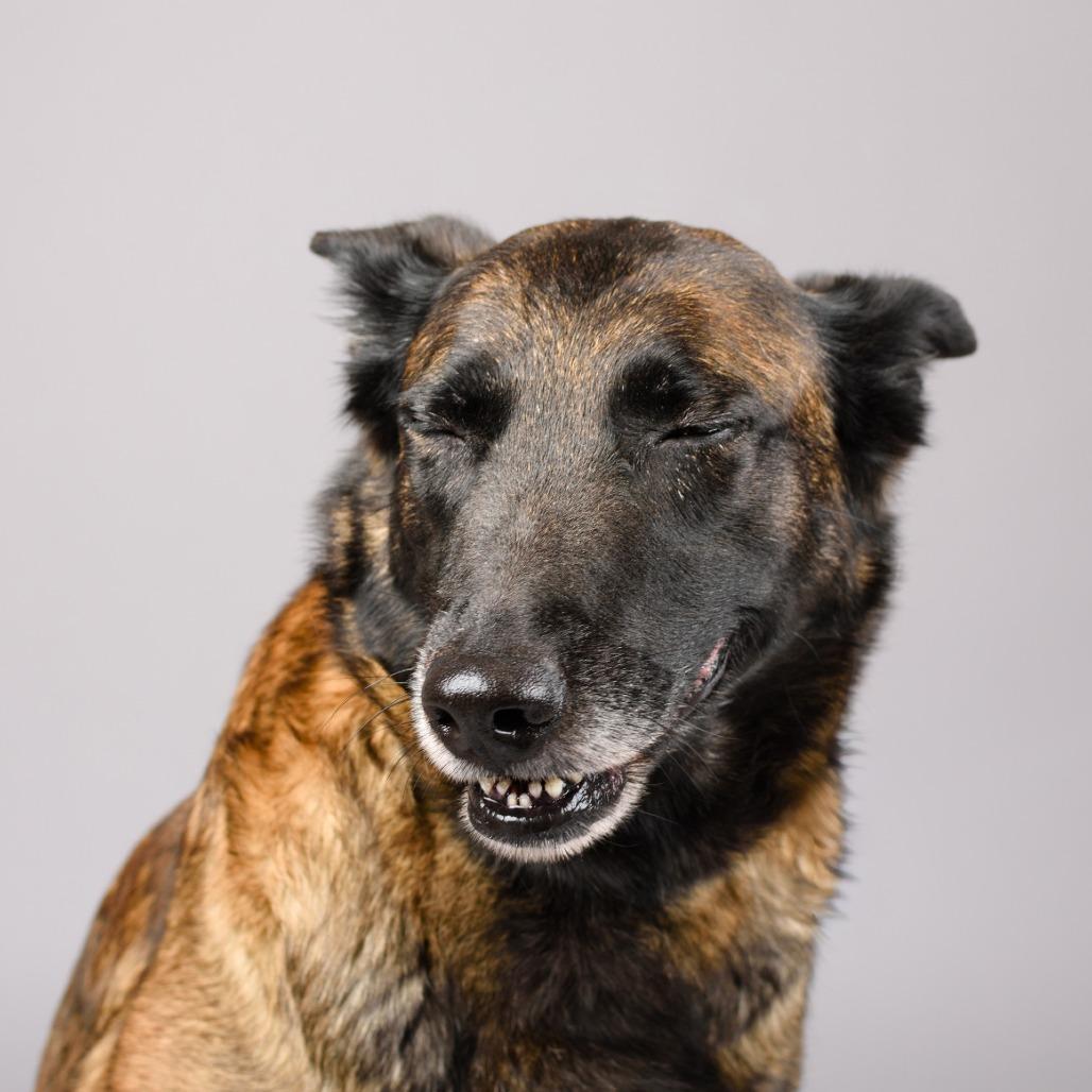 Enlarge Pudding, a Adoptable mixed breed in Riverside, CA image 6/6