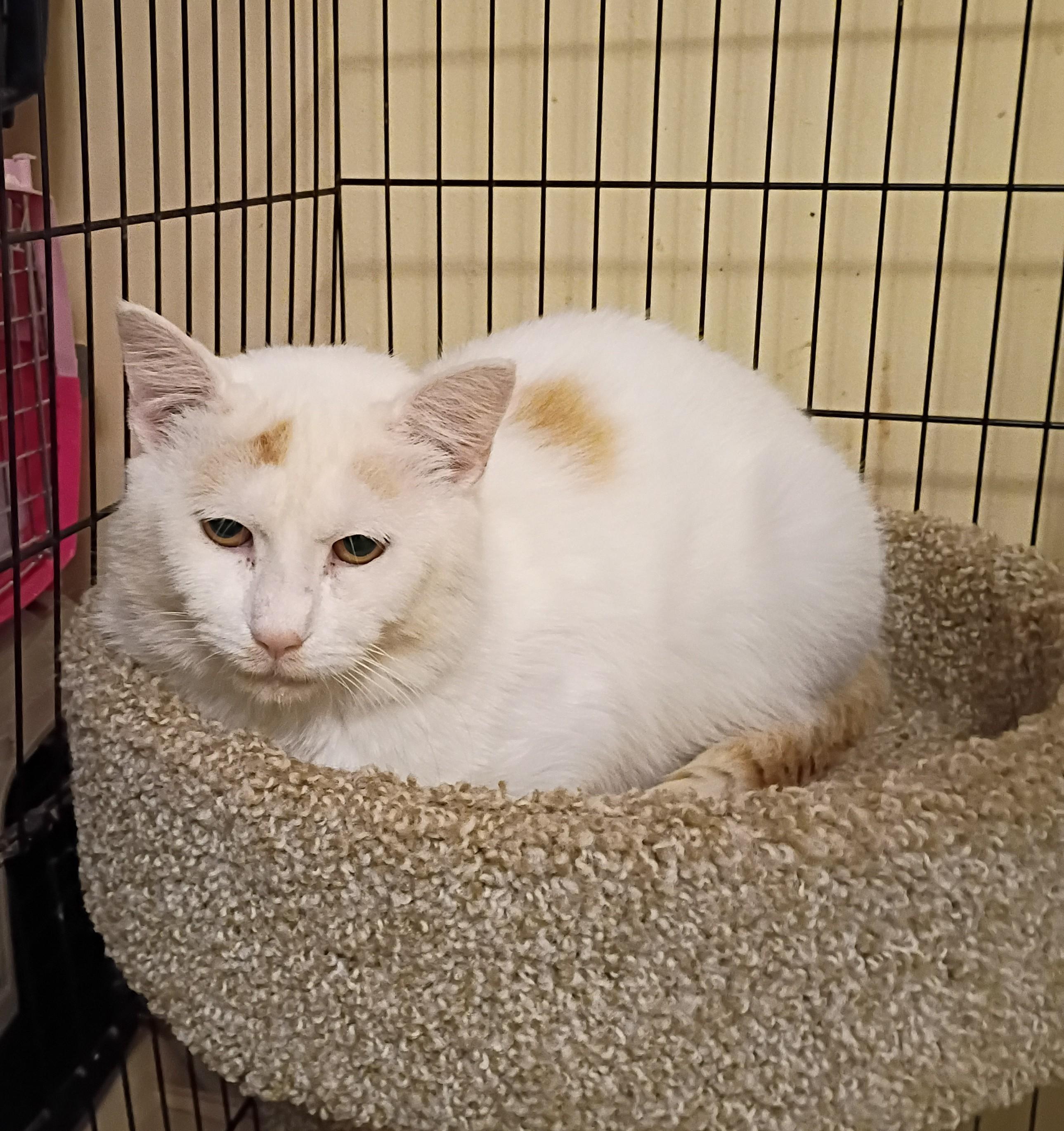 Enlarge Whitey - gentle & loving, a ADOPTABLE Domestic Short Hair in Hendersonville, TN image 1/1