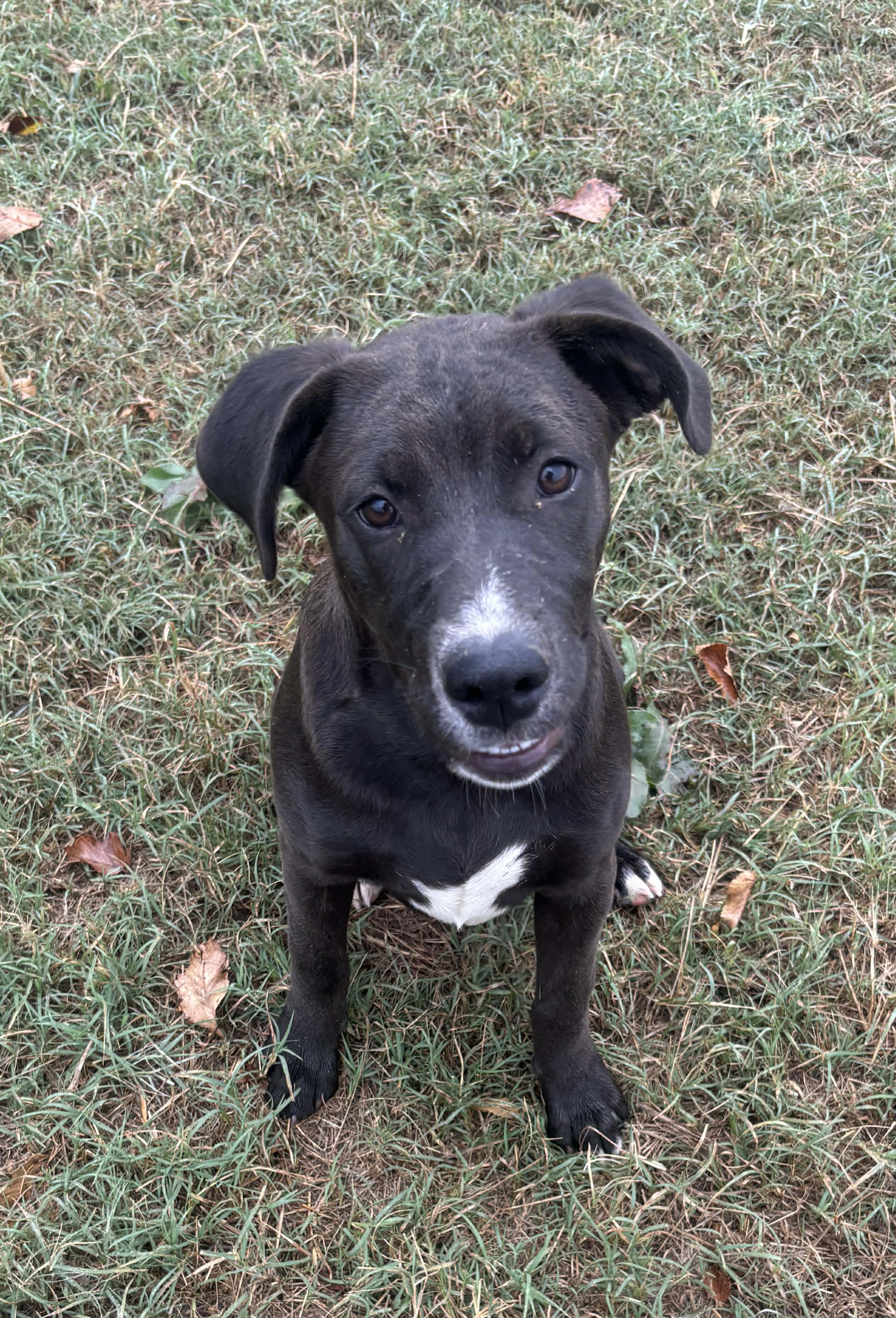 Augustus, Adoptable, Young Male Mixed Breed.