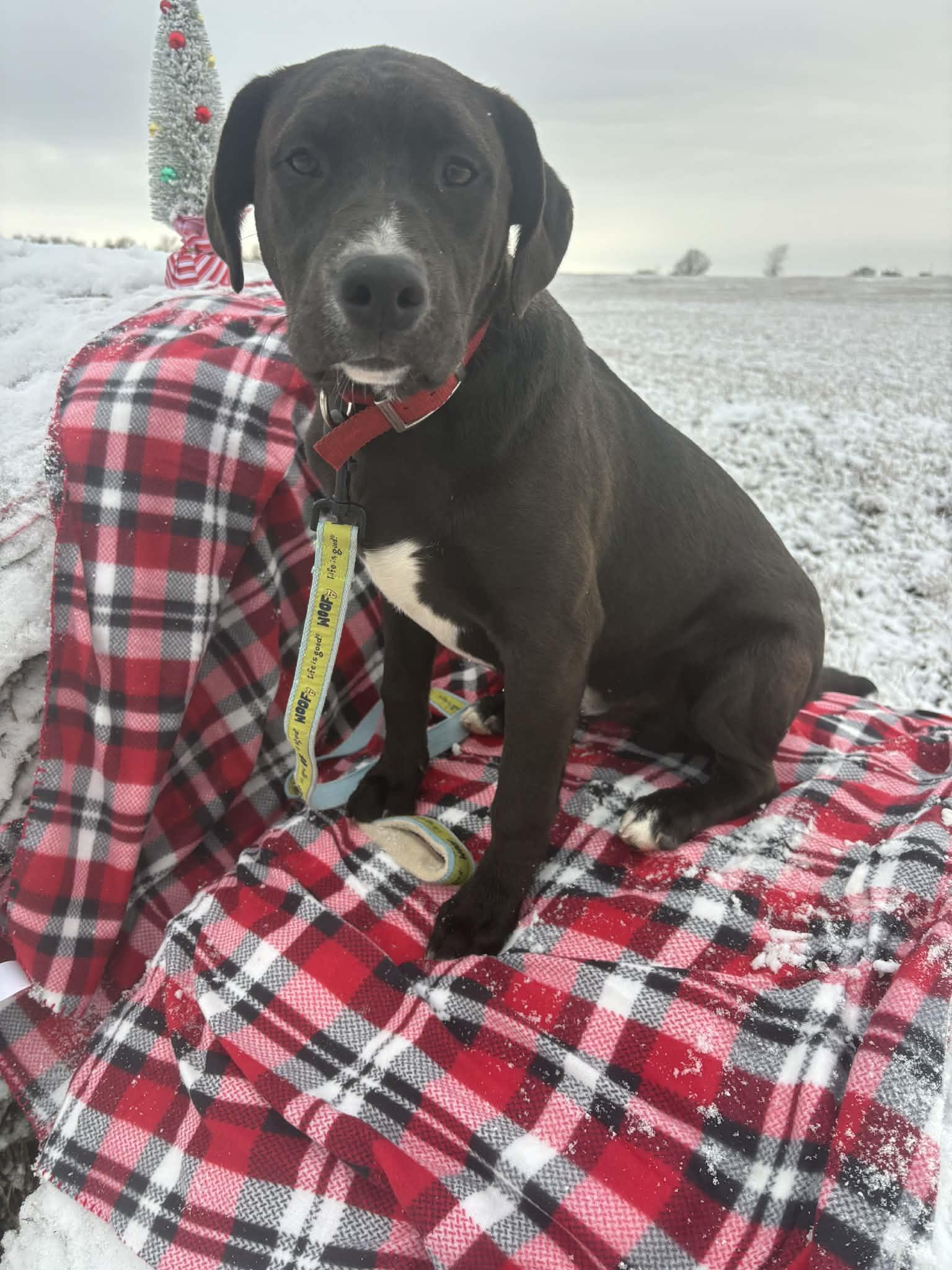 Enlarge Augustus, a Adoptable mixed breed in Okemah, OK image 2/5