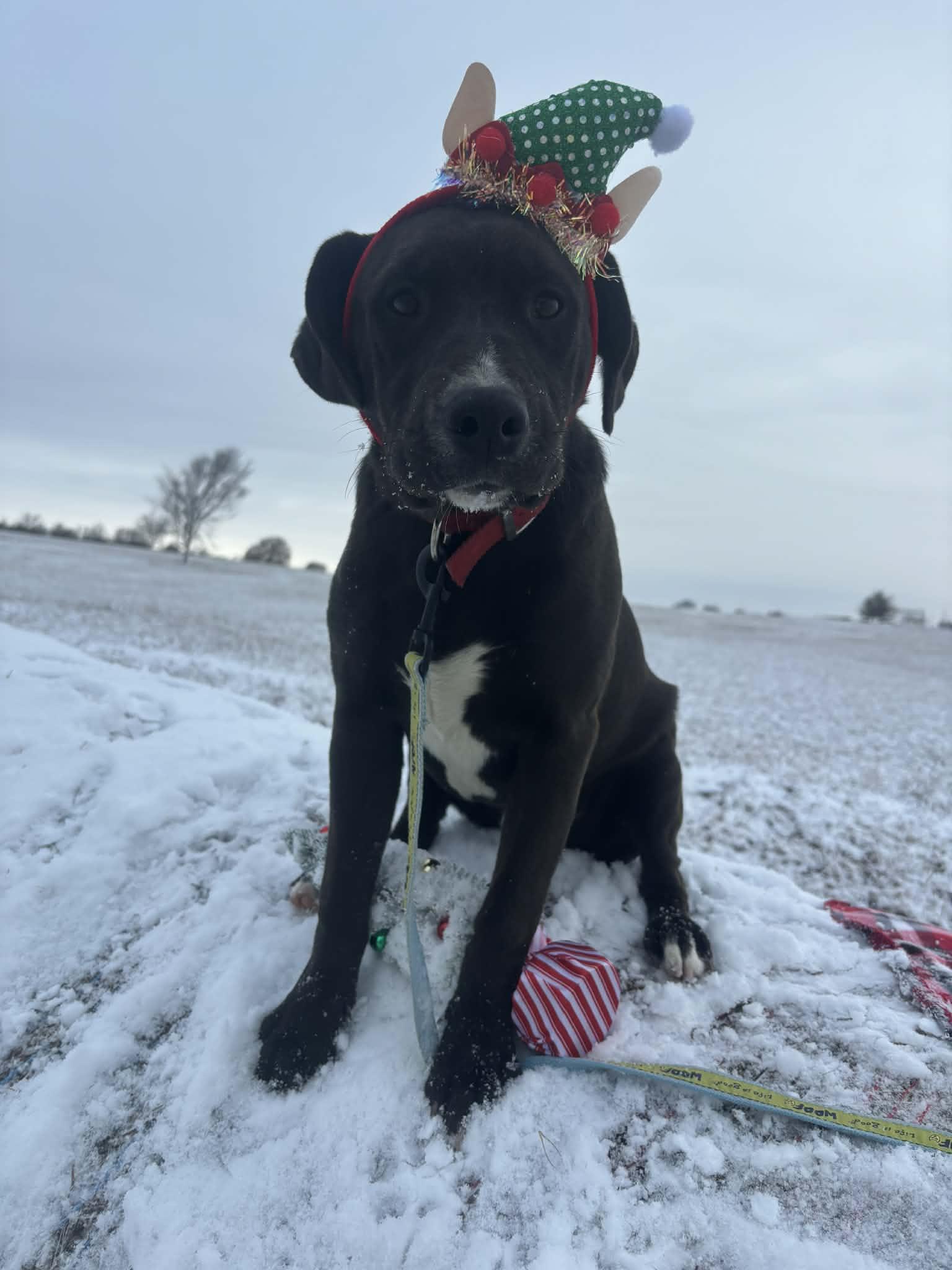 Enlarge Augustus, a Adoptable mixed breed in Okemah, OK image 3/5