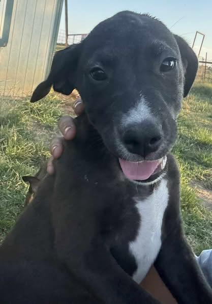 Augustus, a Adoptable mixed breed in Okemah, OK image 3/6