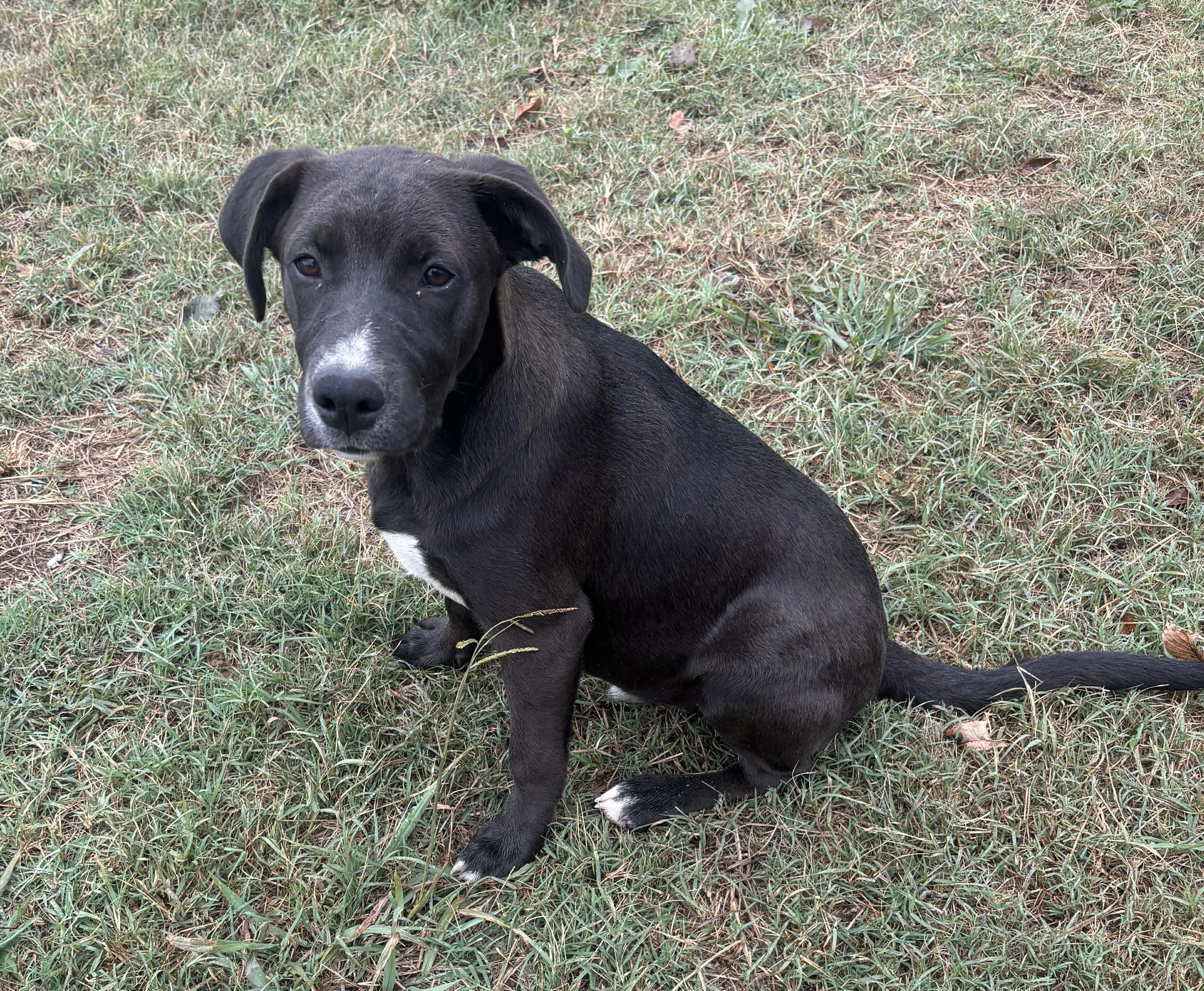 Augustus, a Adoptable mixed breed in Okemah, OK image 6/6