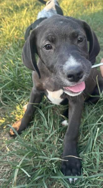 Augustus, a Adoptable mixed breed in Okemah, OK image 4/6
