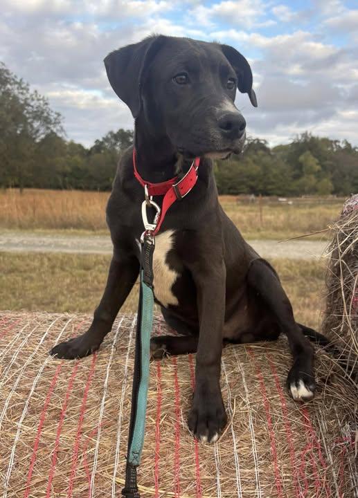 Augustus, a Adoptable mixed breed in Okemah, OK image 2/6