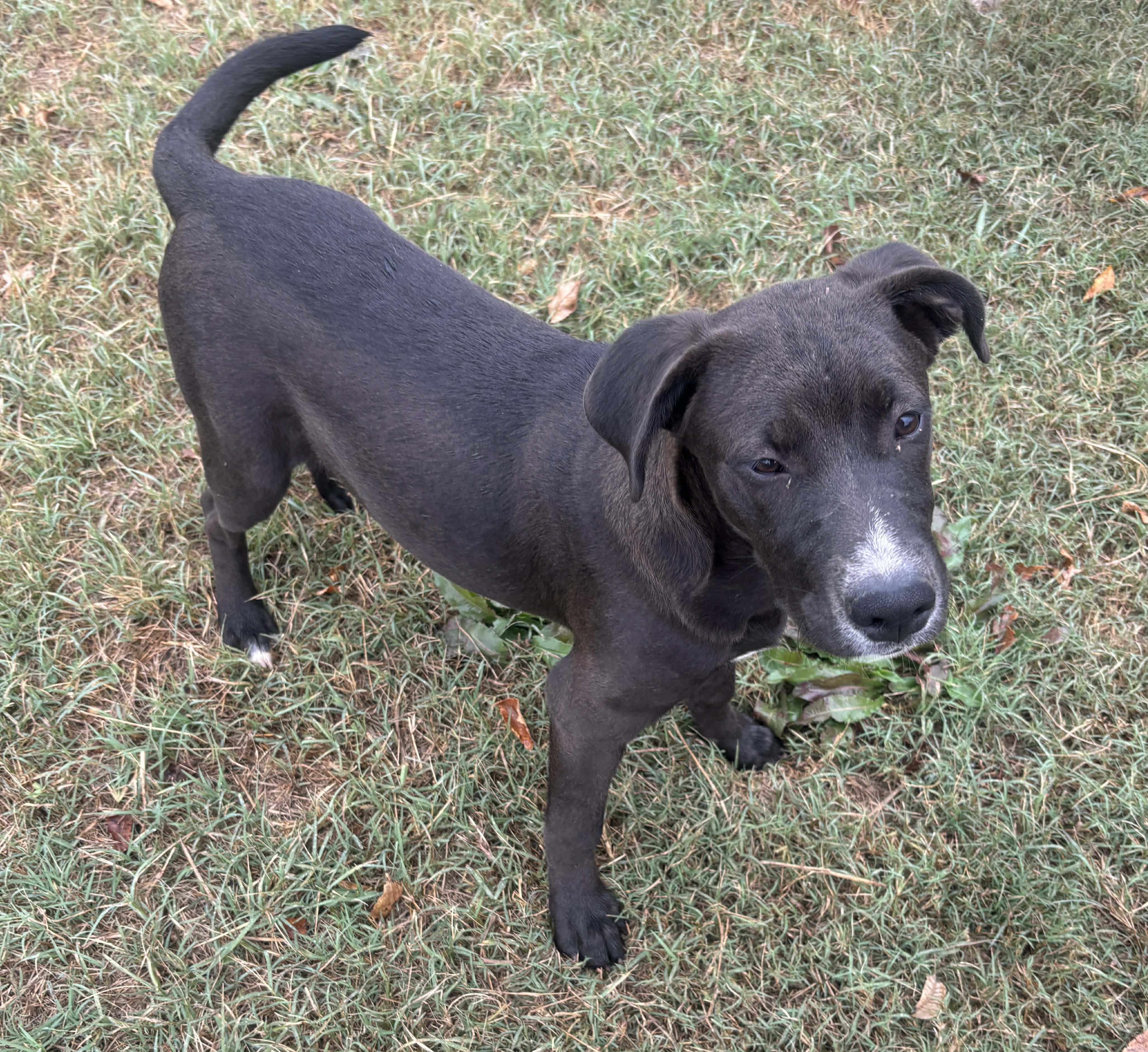 Augustus, a Adoptable mixed breed in Okemah, OK image 5/6
