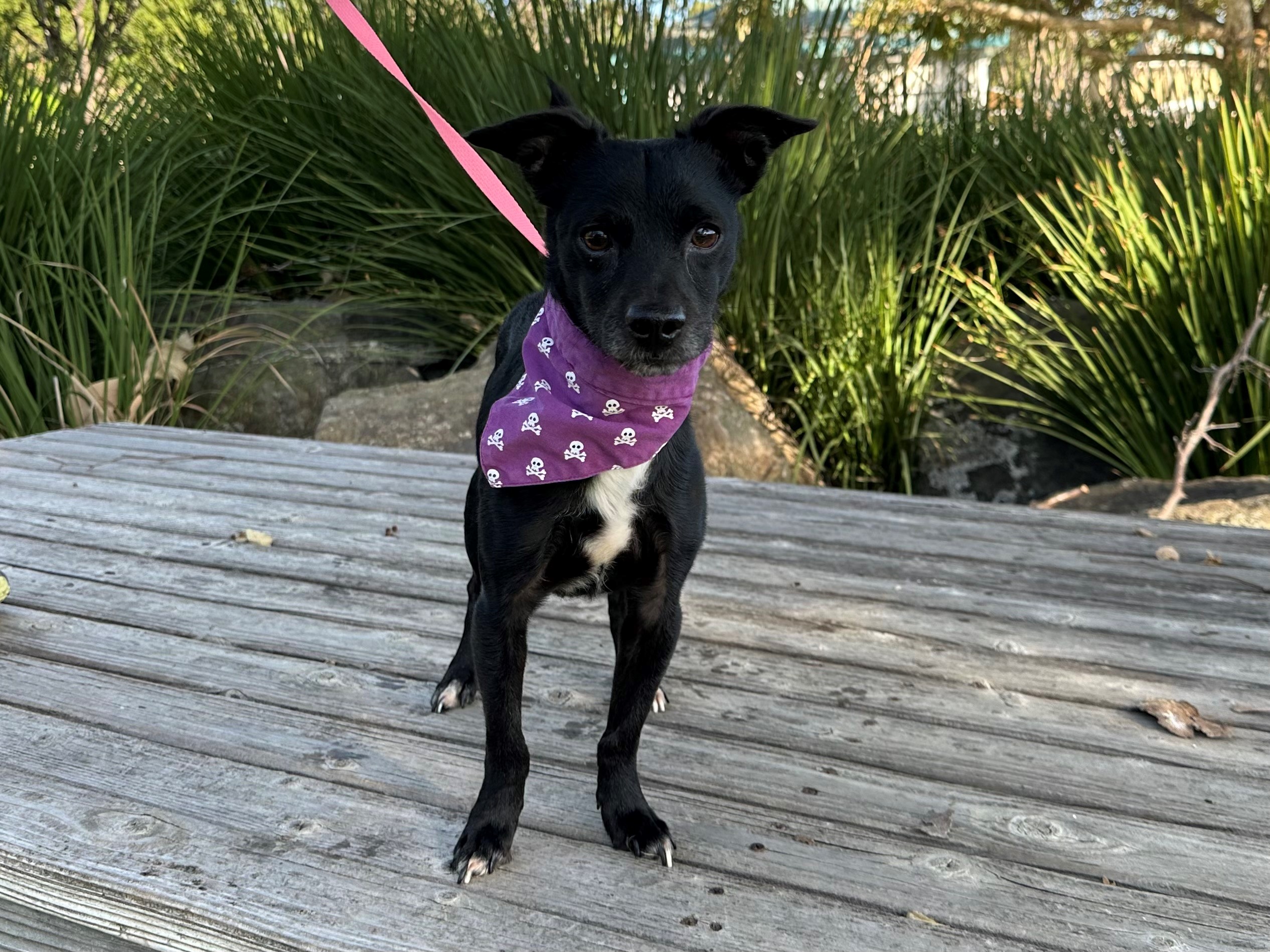 Dog for adoption Dotson, a Chihuahua Mix in Mission Viejo, CA Petfinder