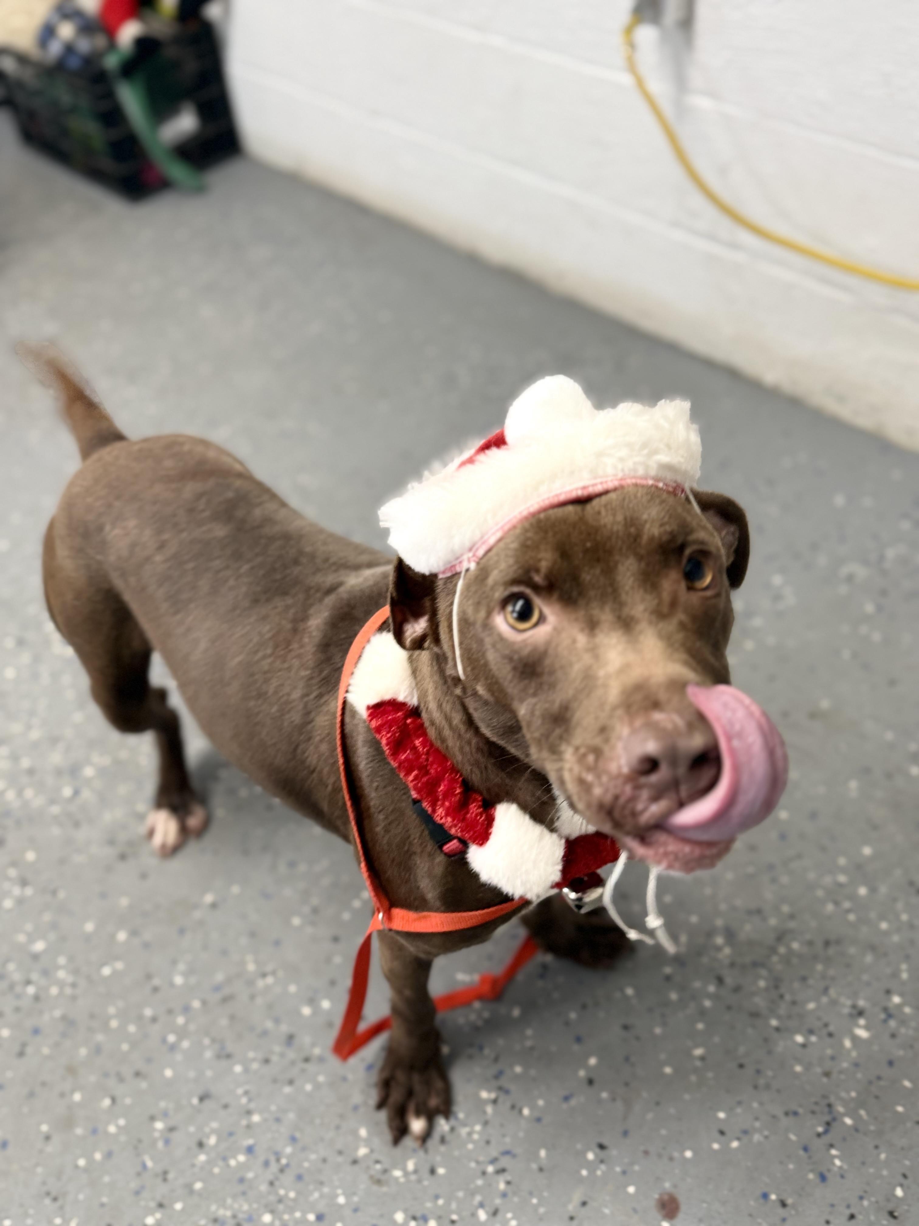 Charlie, Adoptable, Young Male Chocolate Labrador Retriever.