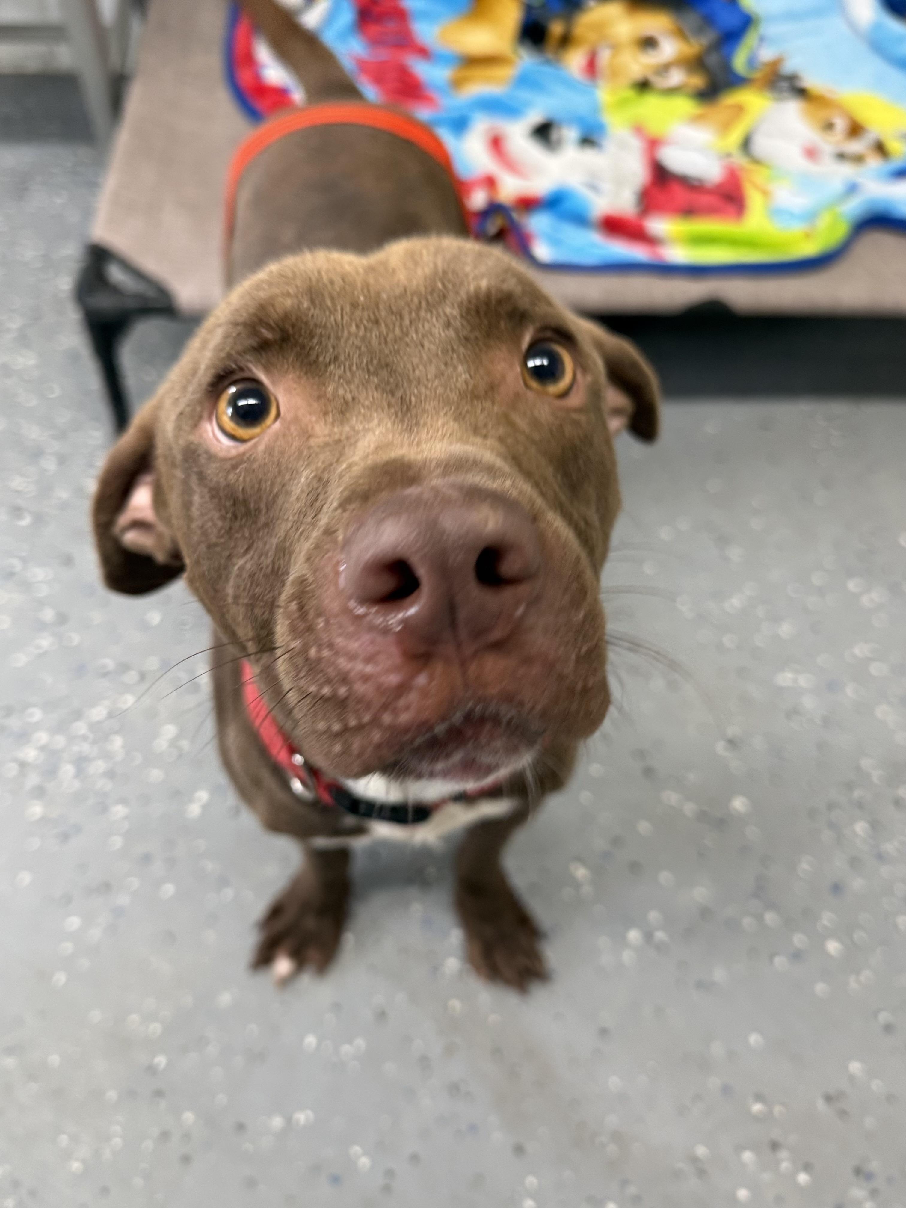 Enlarge Charlie, a Adoptable mixed breed in Lewisburg, TN image 2/3