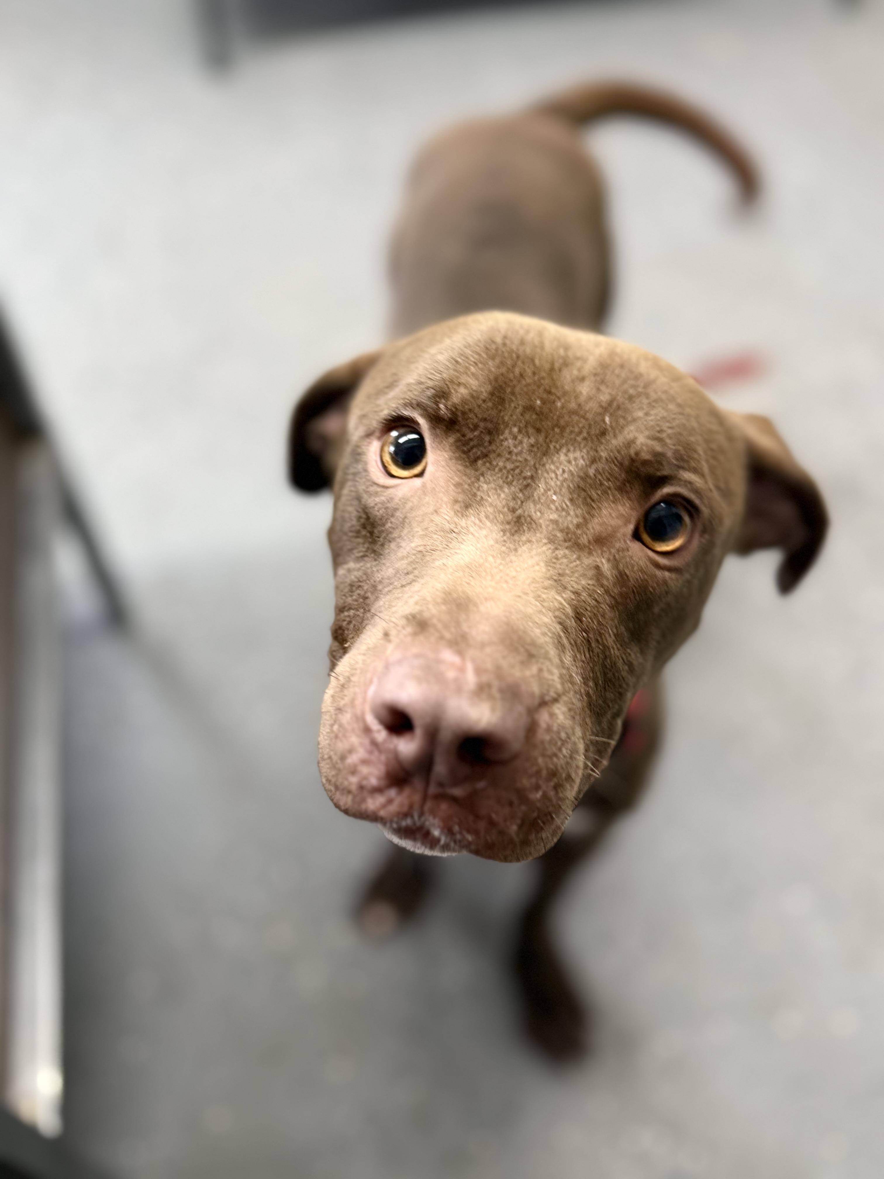 Enlarge Charlie, a Adoptable mixed breed in Lewisburg, TN image 3/3