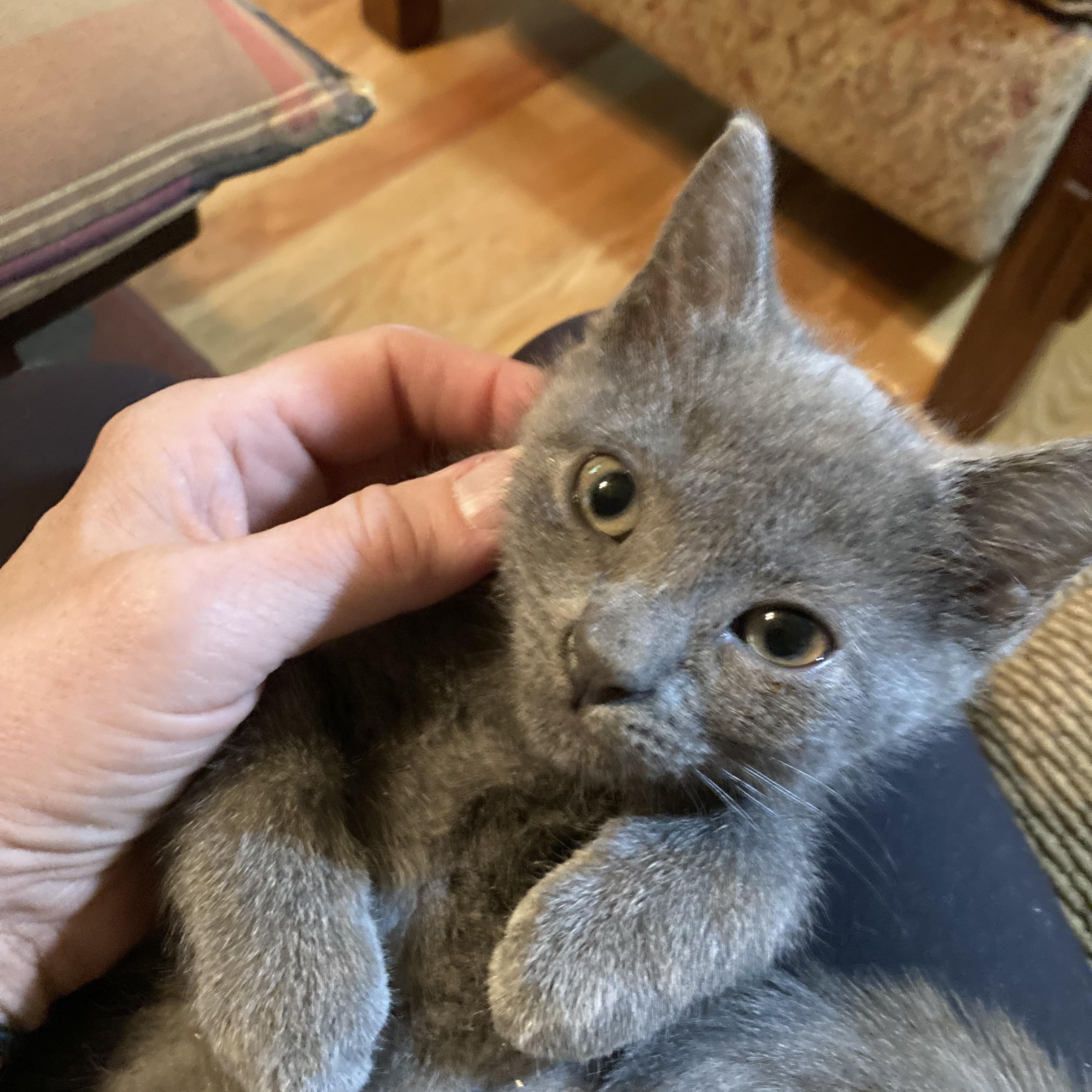 Nadia, a ADOPTABLE Russian Blue in Charlotte, NC image 2/3