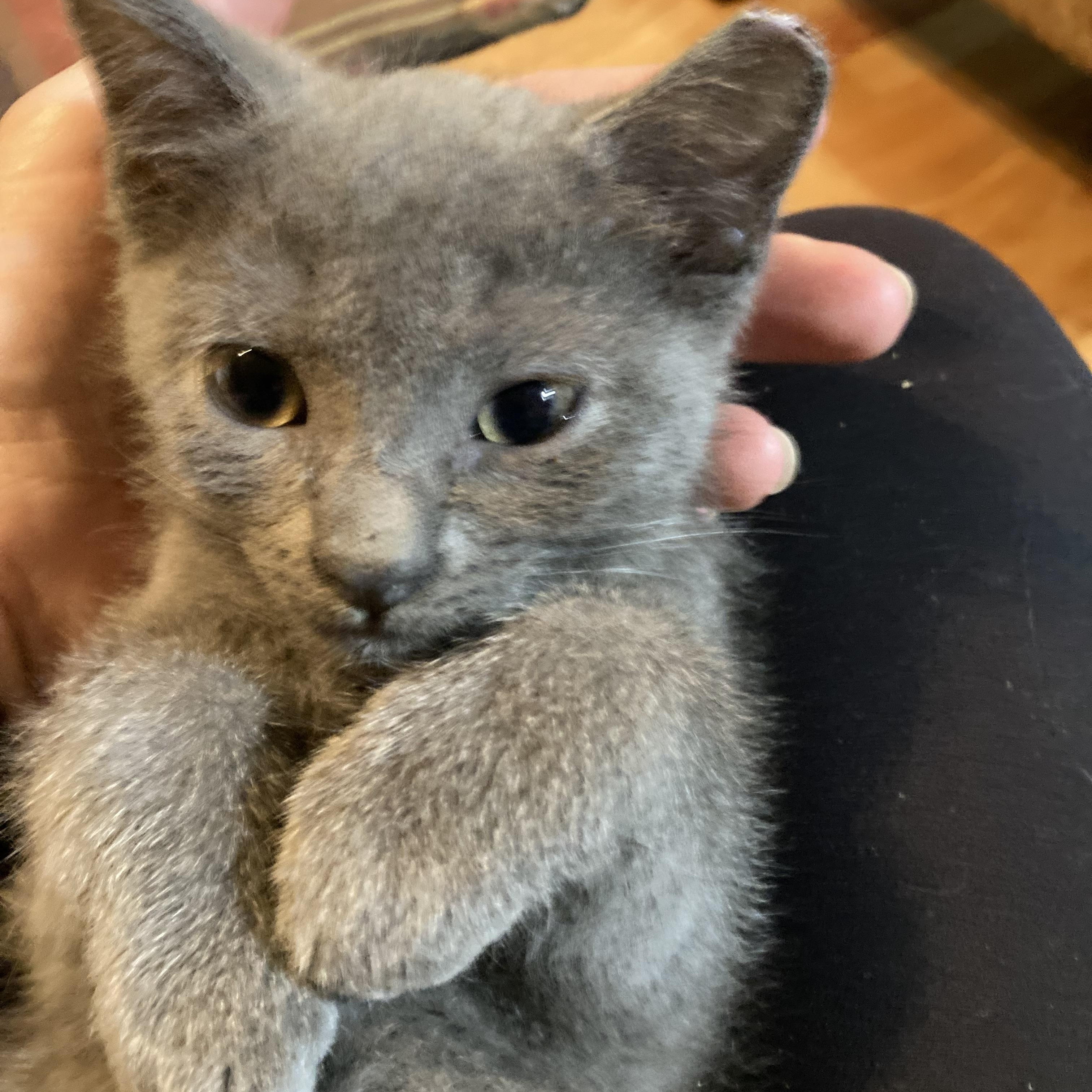 Nadia, ADOPTABLE, Kitten Female Russian Blue.