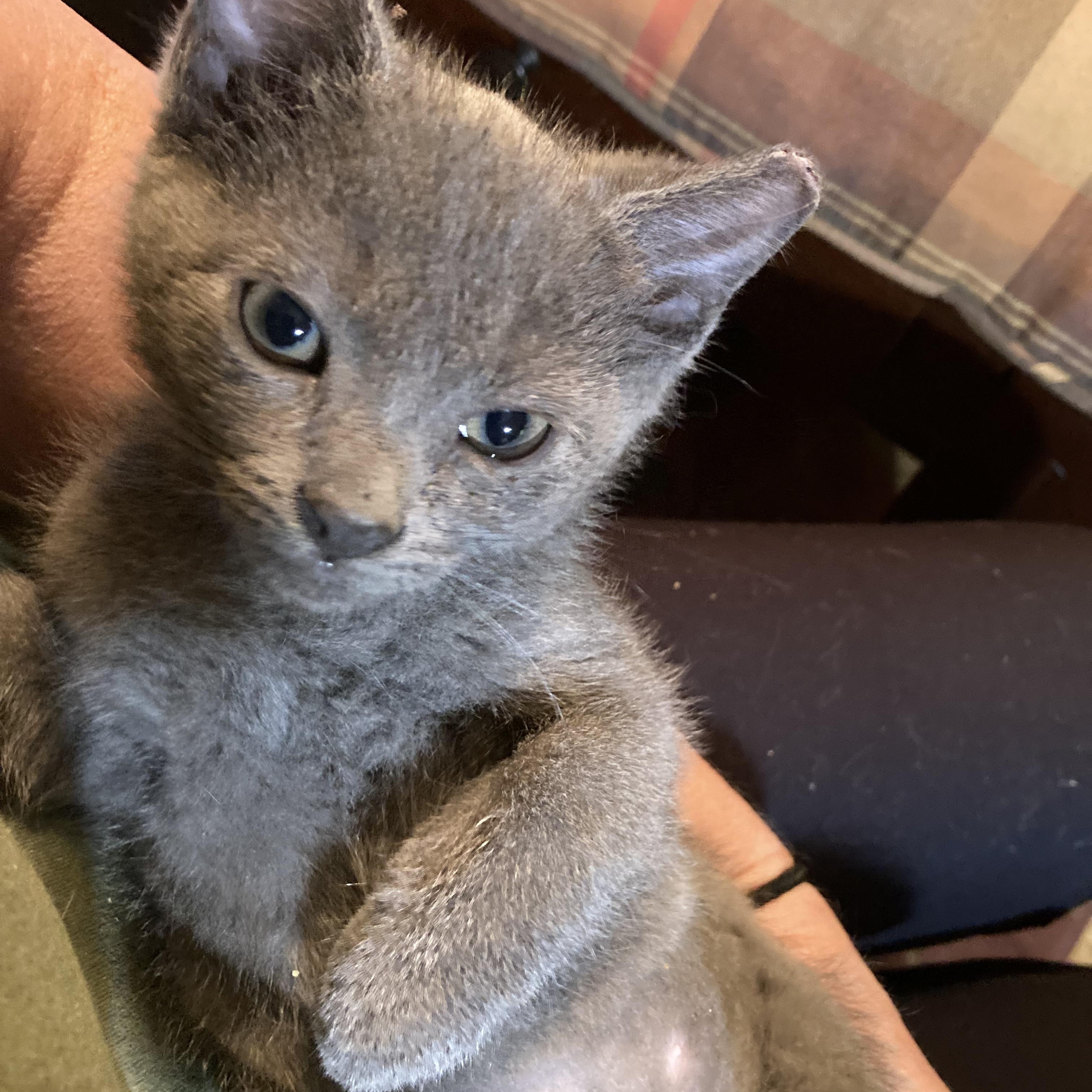 Nadia, a ADOPTABLE Russian Blue in Charlotte, NC image 3/3