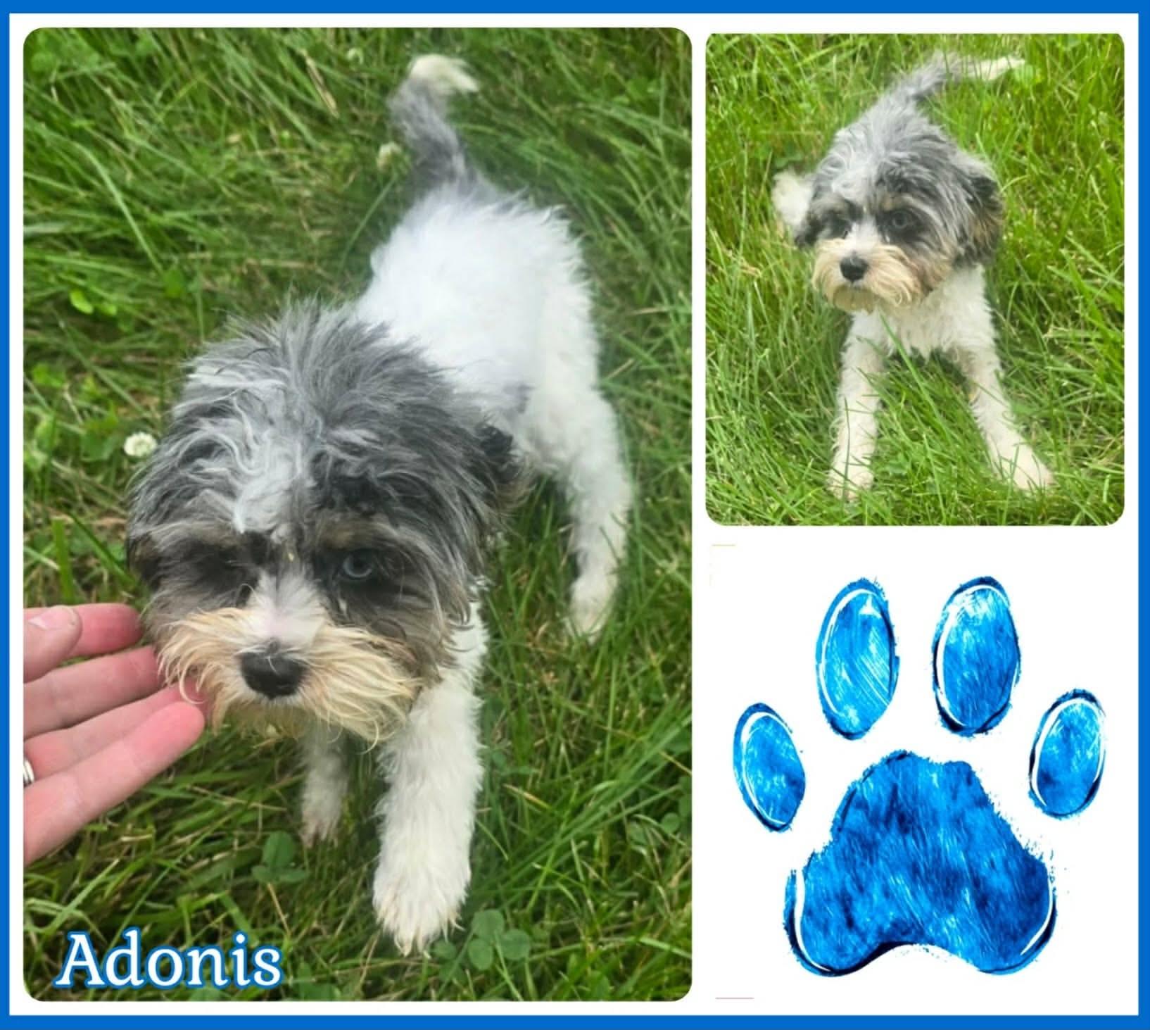 Enlarge Adonis, a Adoptable mixed breed in Richmond, KY image 2/4