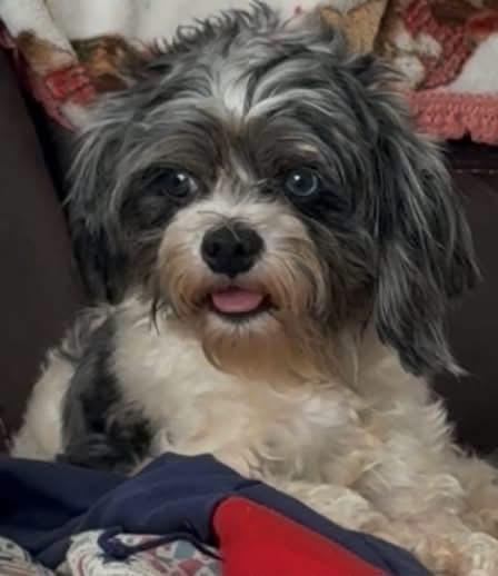 Enlarge Adonis, a Adoptable mixed breed in Richmond, KY image 4/4