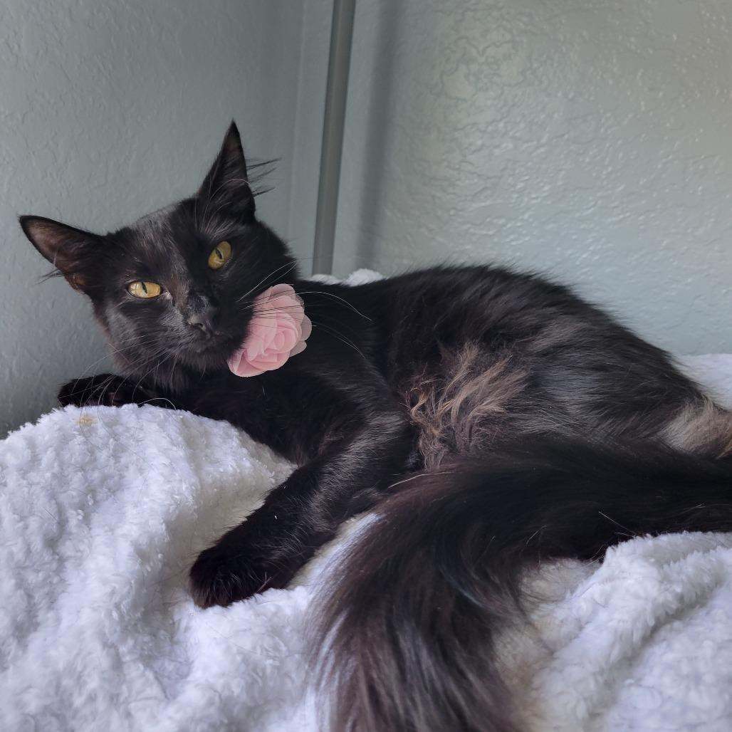 Enlarge Cora, a Adoptable Domestic Medium Hair in Lutz, FL image 1/4