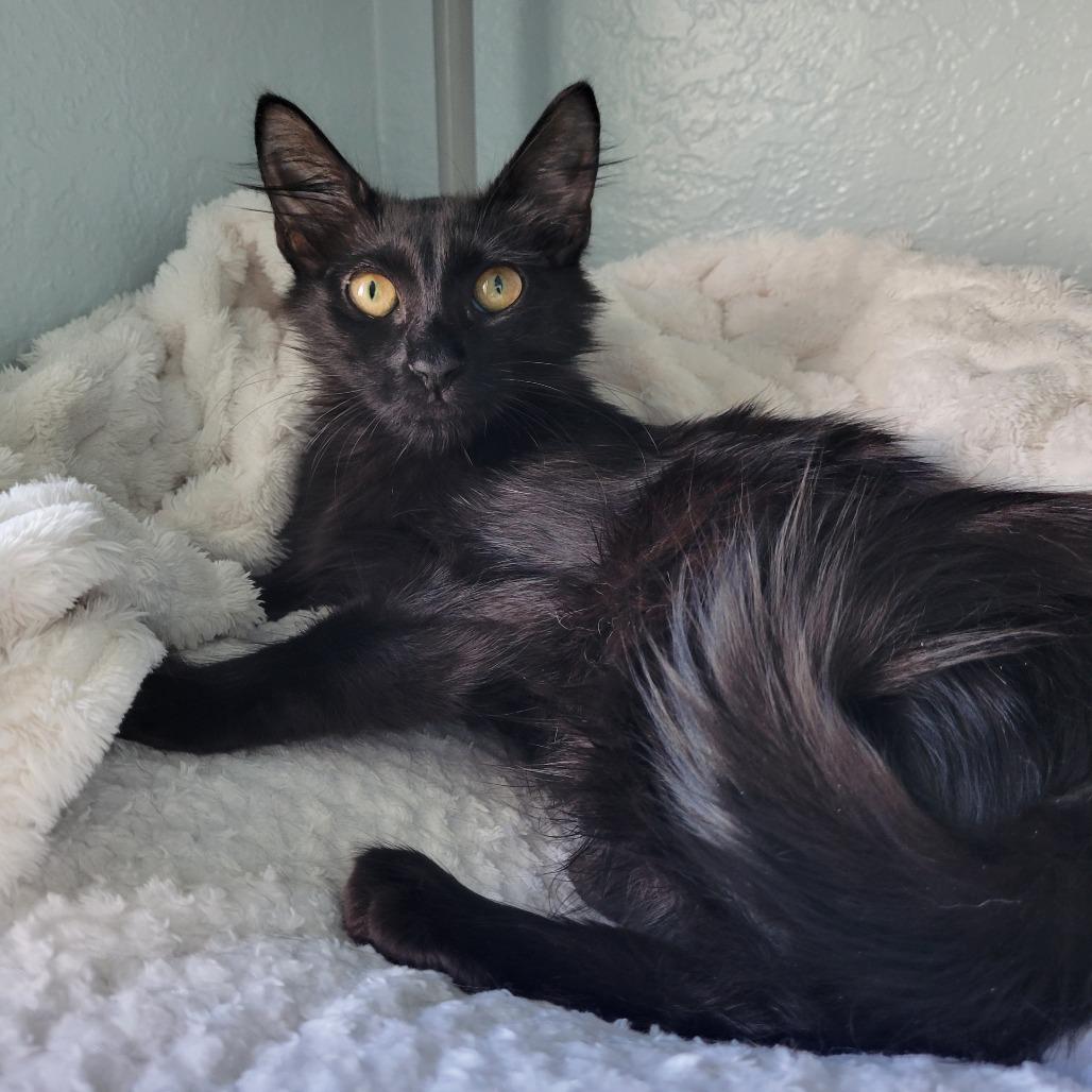 Enlarge Cora, a Adoptable Domestic Medium Hair in Lutz, FL image 2/4
