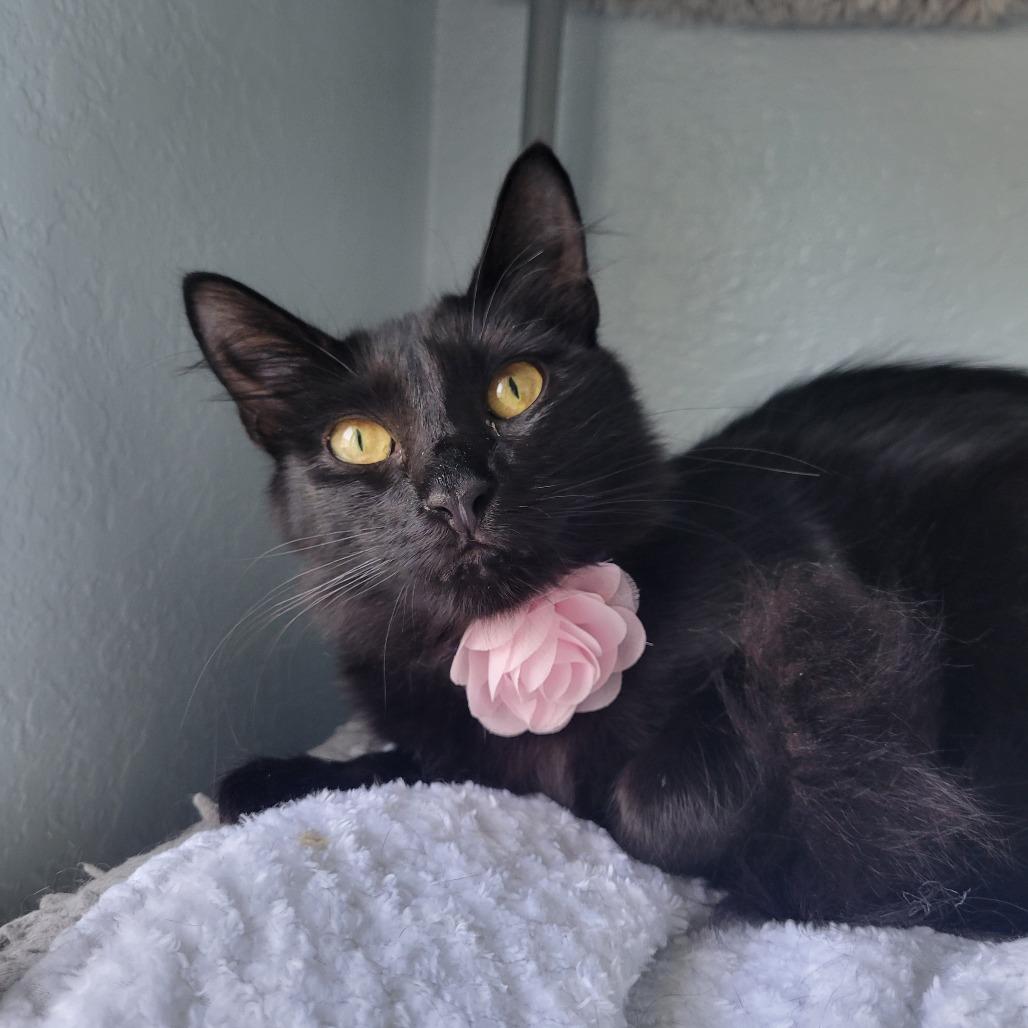 Cora — thumbnail 3