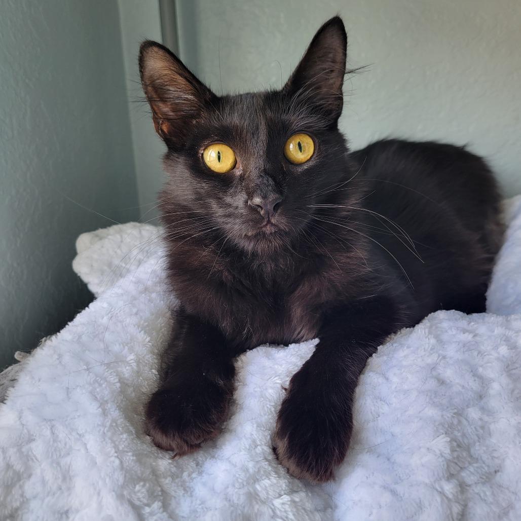 Enlarge Cora, a Adoptable Domestic Medium Hair in Lutz, FL image 4/4