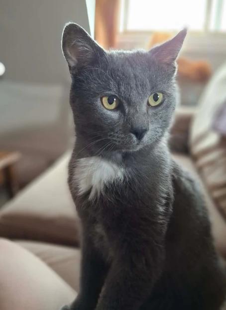 Cuddles, ADOPTABLE, Adult Male Domestic Short Hair.