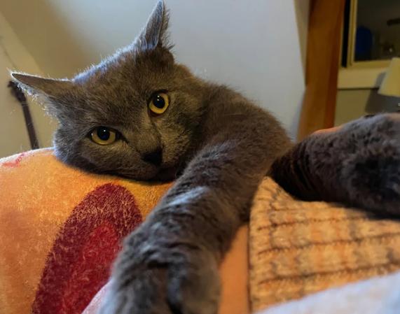 Cuddles, a ADOPTABLE Domestic Short Hair in Hamilton, ON image 2/3