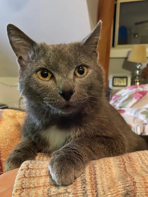 Cuddles, a ADOPTABLE Domestic Short Hair in Hamilton, ON image 3/3