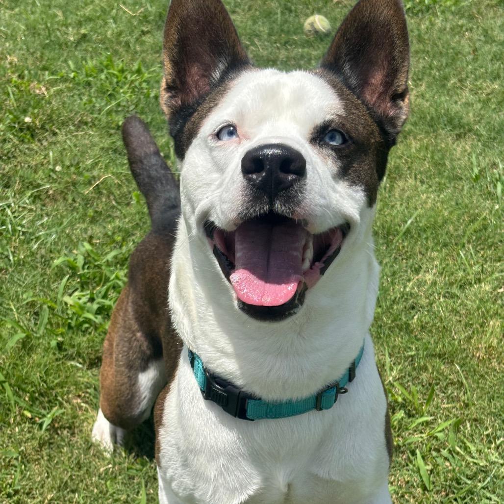 Enlarge Houdini, a Adoptable mixed breed in League City, TX image 1/6