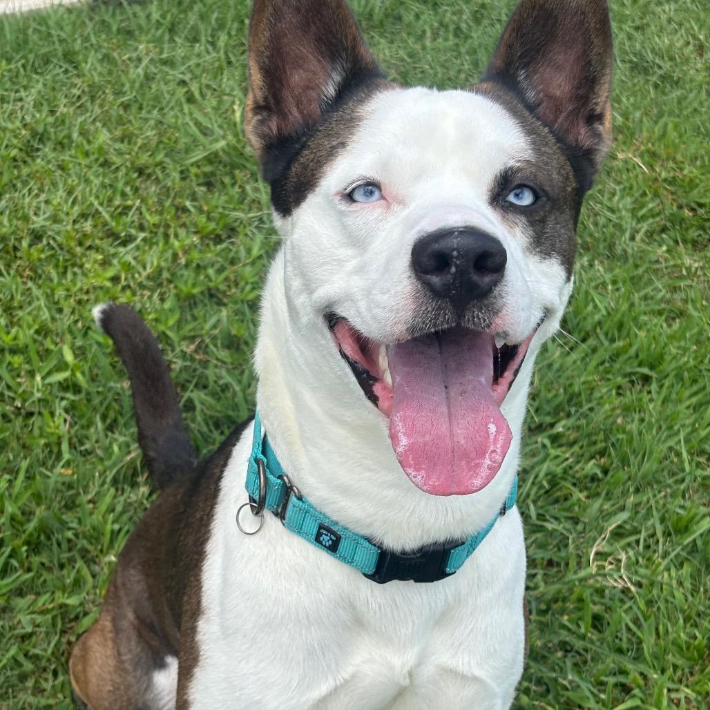 Enlarge Houdini, a Adoptable mixed breed in League City, TX image 2/6