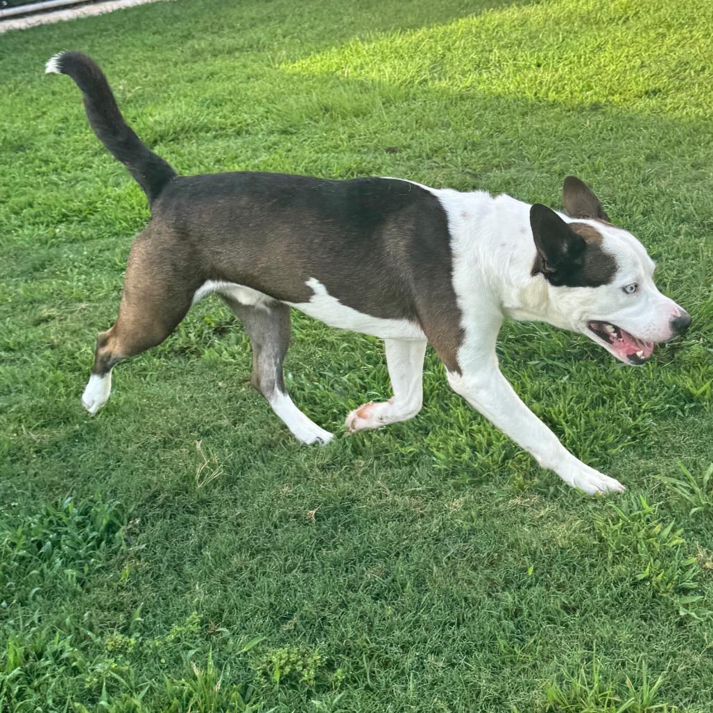 Enlarge Houdini, a Adoptable mixed breed in League City, TX image 3/6