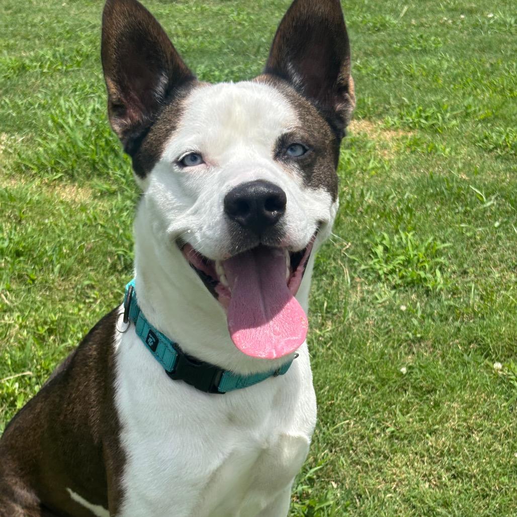 Enlarge Houdini, a Adoptable mixed breed in League City, TX image 4/6