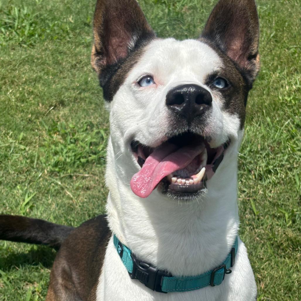 Enlarge Houdini, a Adoptable mixed breed in League City, TX image 6/6