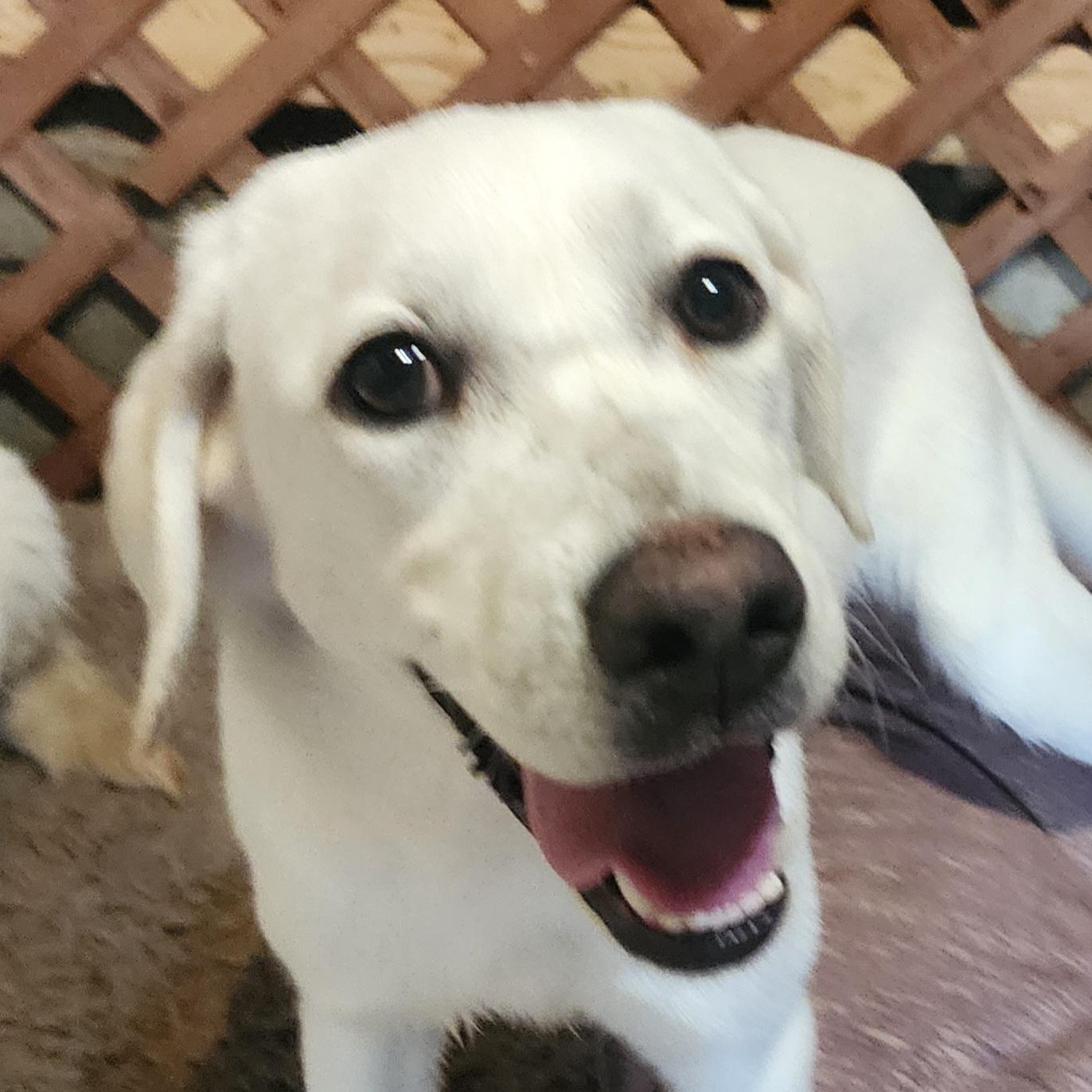 Enlarge Alana, an adopted Labrador Retriever in Lafayette, CA image 1/1