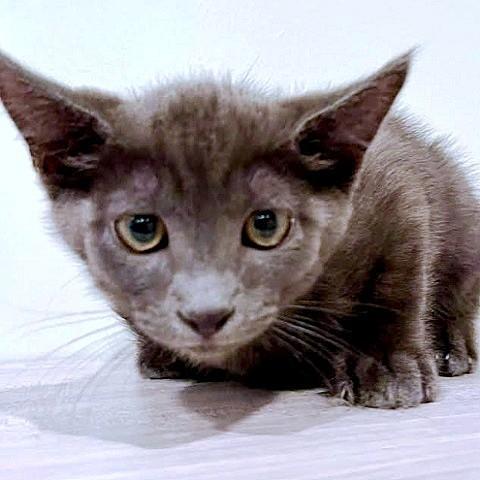 Mercury photo 1