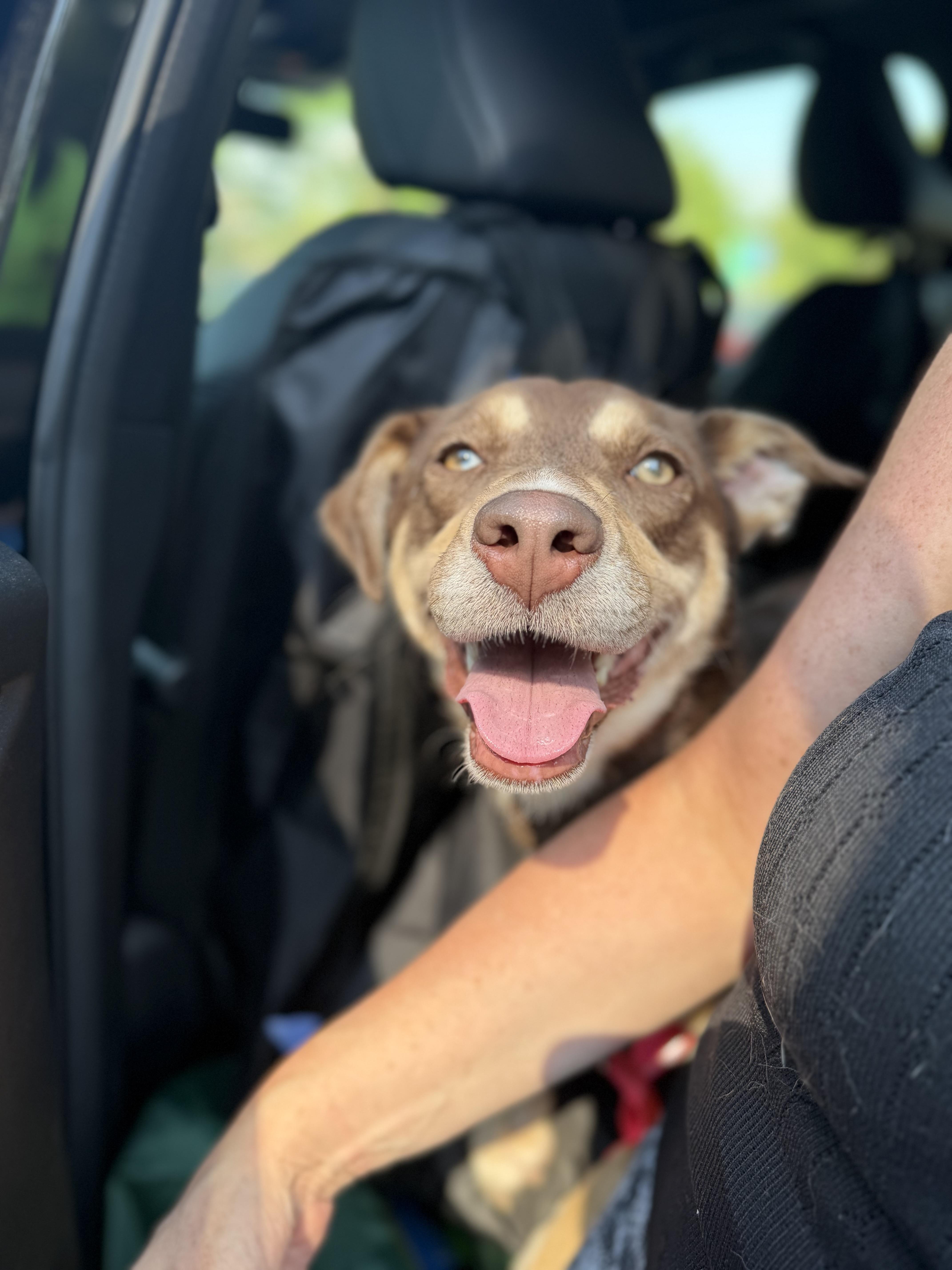 Brownie, a ADOPTABLE mixed breed in Kennebunk , ME image 4/5