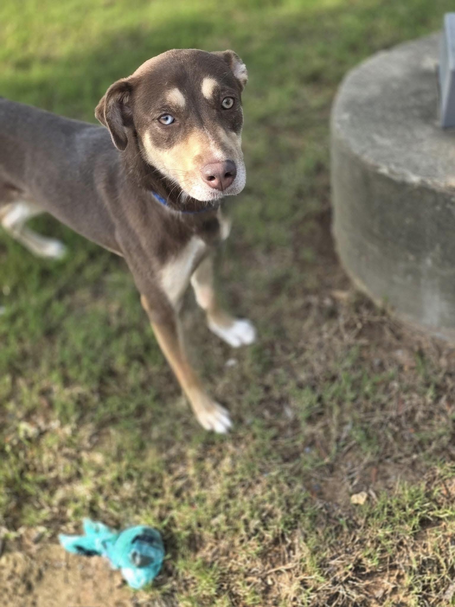 Brownie, a ADOPTABLE mixed breed in Kennebunk , ME image 2/5