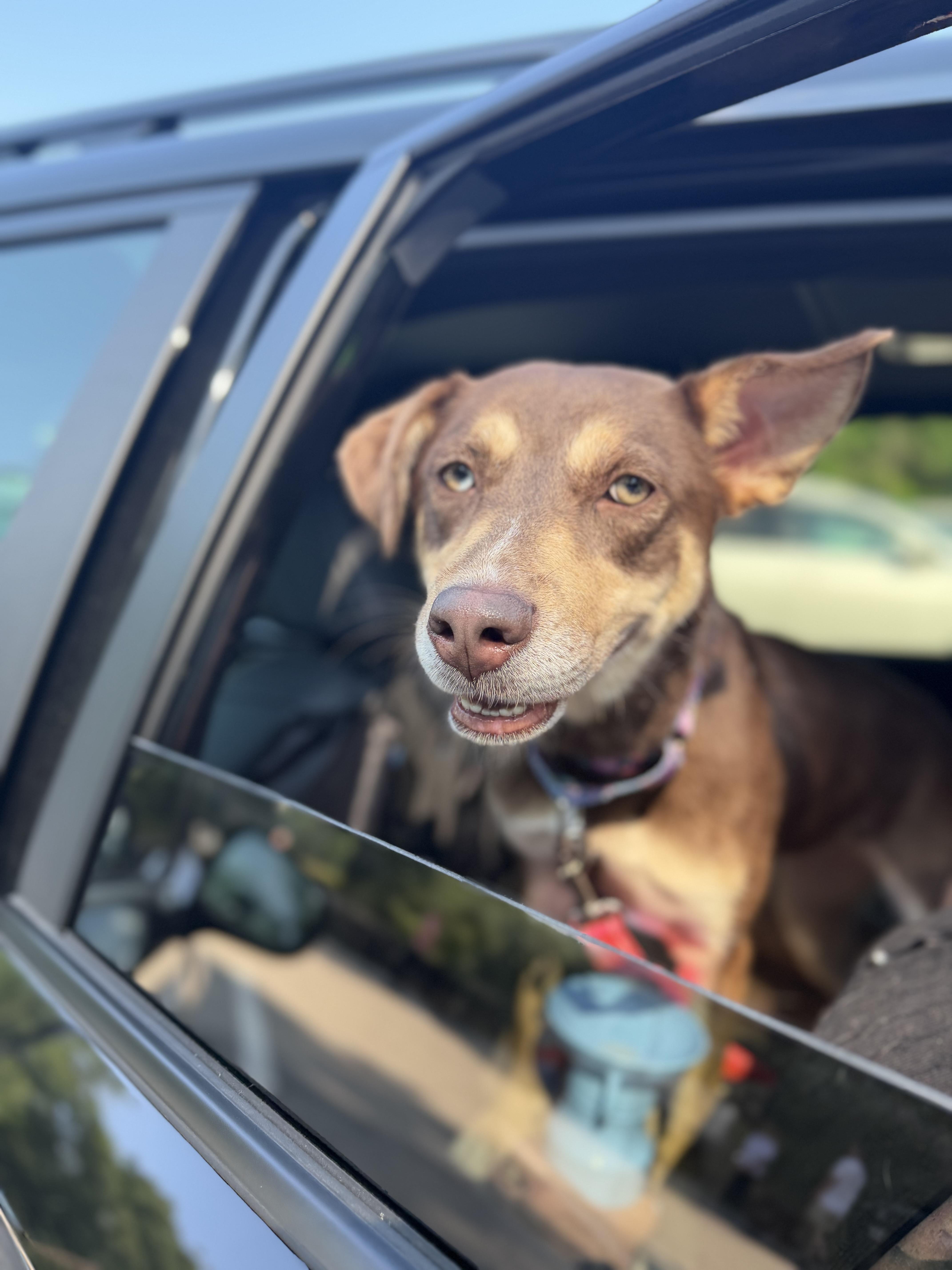 Brownie, a ADOPTABLE mixed breed in Kennebunk , ME image 5/5