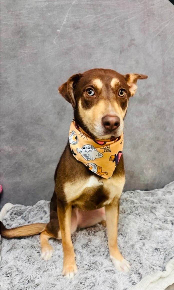 Brownie, a ADOPTABLE mixed breed in Kennebunk , ME image 3/5