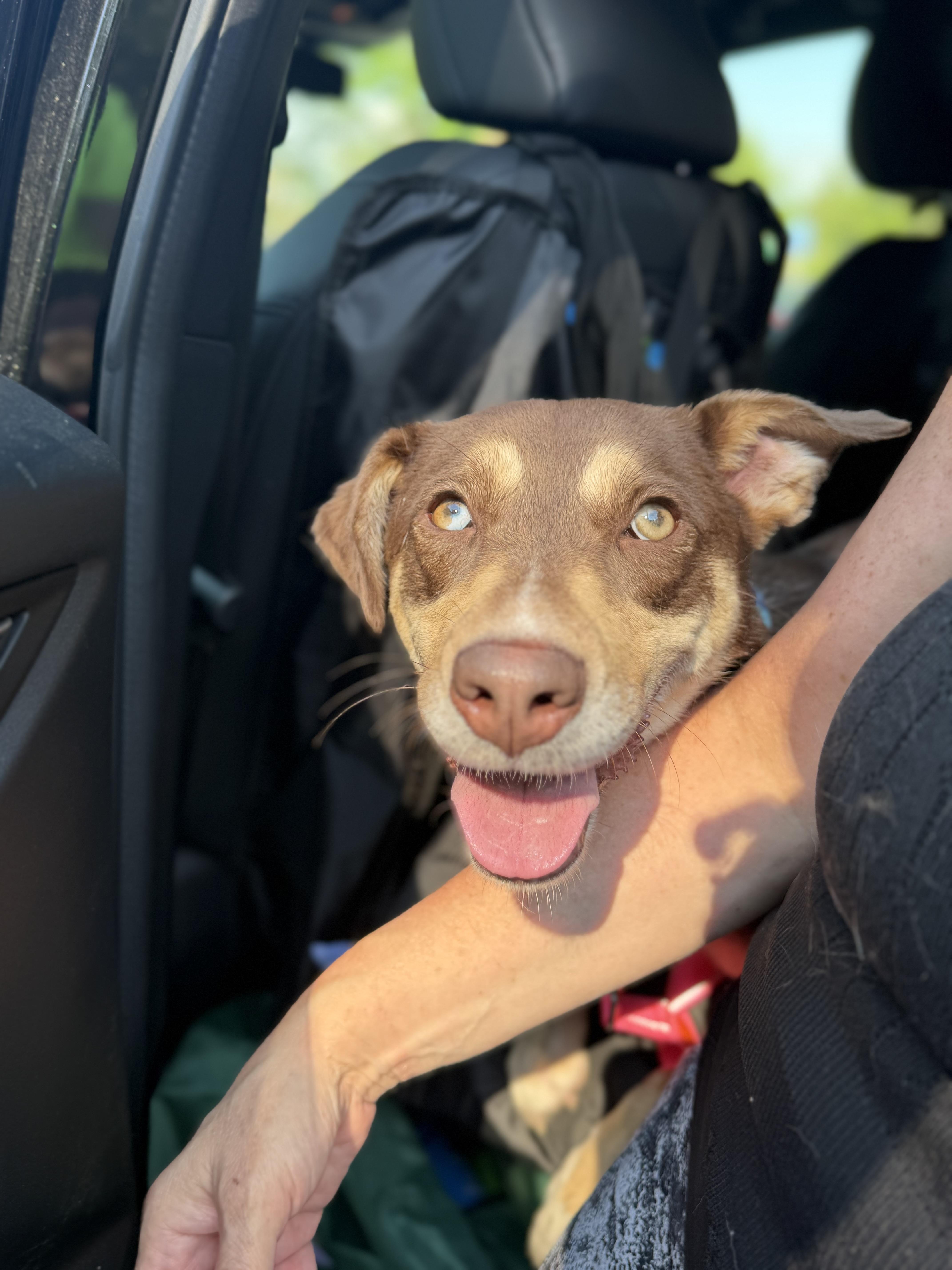 Brownie, a ADOPTABLE mixed breed in Kennebunk , ME image 1/5