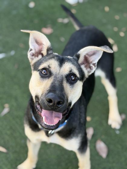 Enlarge Margaret, a Adoptable mixed breed in Sacramento, CA image 3/3