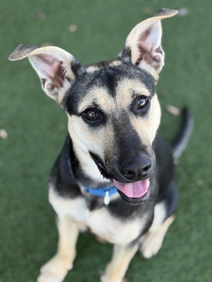 Enlarge Margaret, a Adoptable mixed breed in Sacramento, CA image 2/3