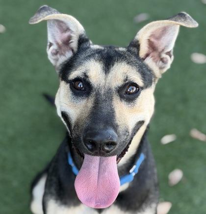Margaret, Adoptable, Young Female German Shepherd Dog.