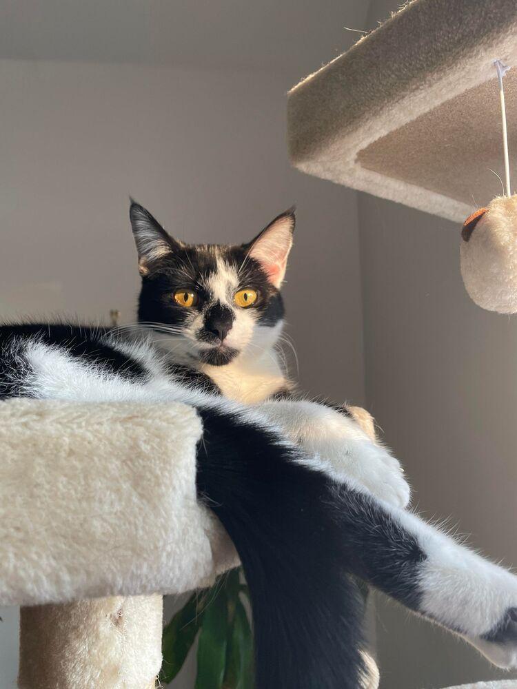 Hudson Hickory, Adoptable, Young Female Domestic Short Hair.