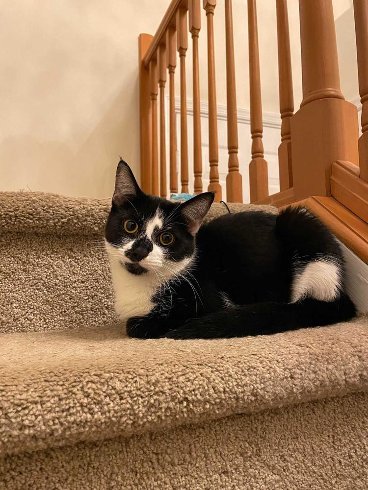 Enlarge Hudson Hickory, a Adoptable Domestic Short Hair in Mount Laurel, NJ image 3/6