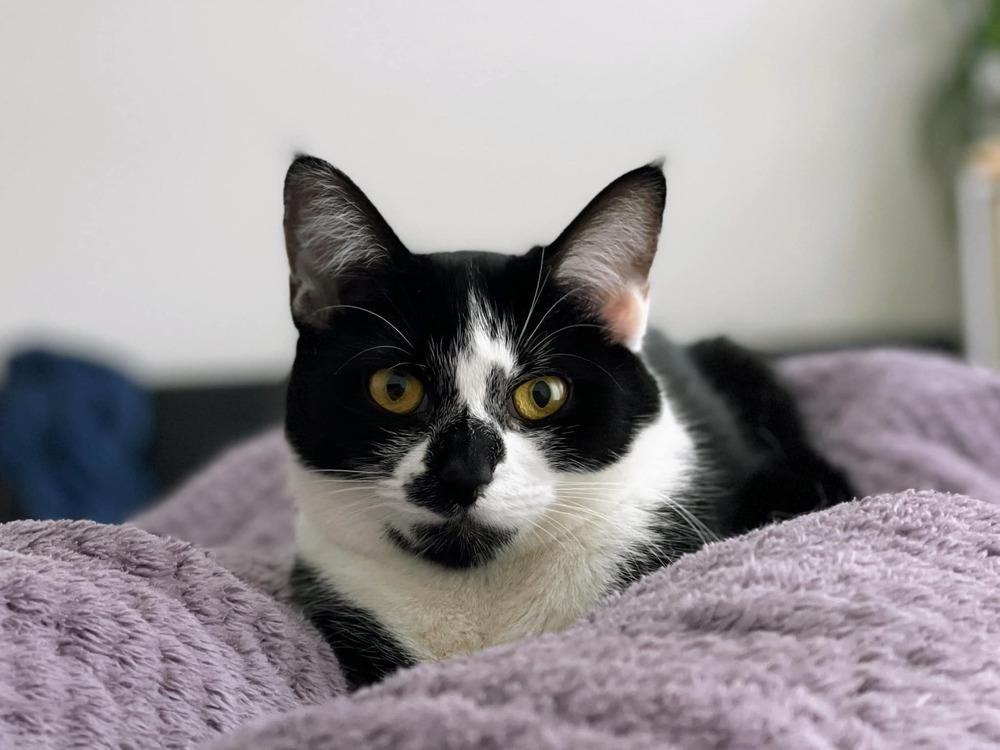 Enlarge Hudson Hickory, a Adoptable Domestic Short Hair in Mount Laurel, NJ image 4/6