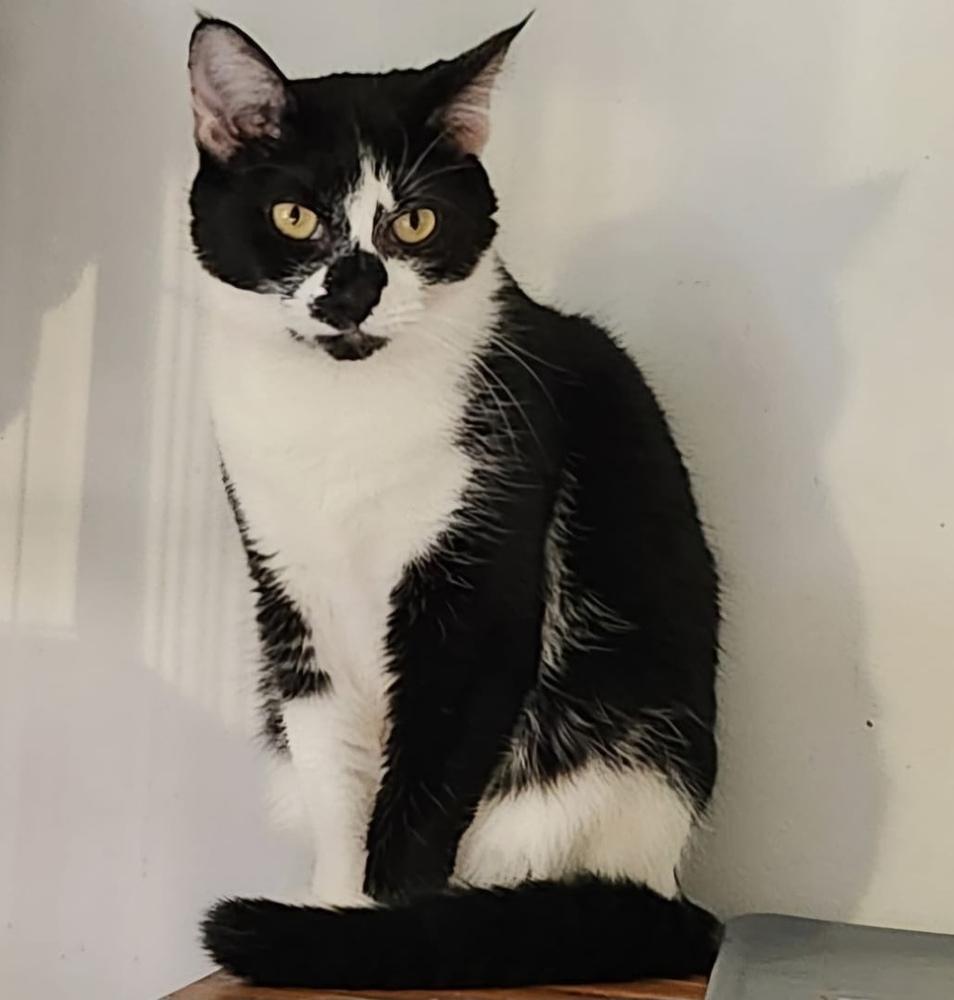 Enlarge Hudson Hickory, a Adoptable Domestic Short Hair in Mount Laurel, NJ image 5/6