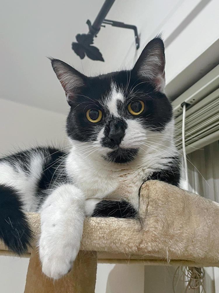 Enlarge Hudson Hickory, a Adoptable Domestic Short Hair in Mount Laurel, NJ image 6/6