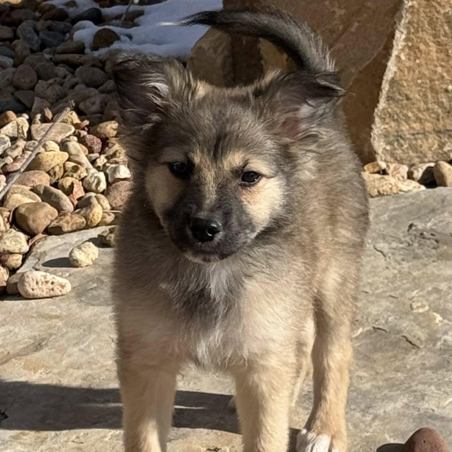 DIEGO, adopted, Puppy Male Mixed Breed.