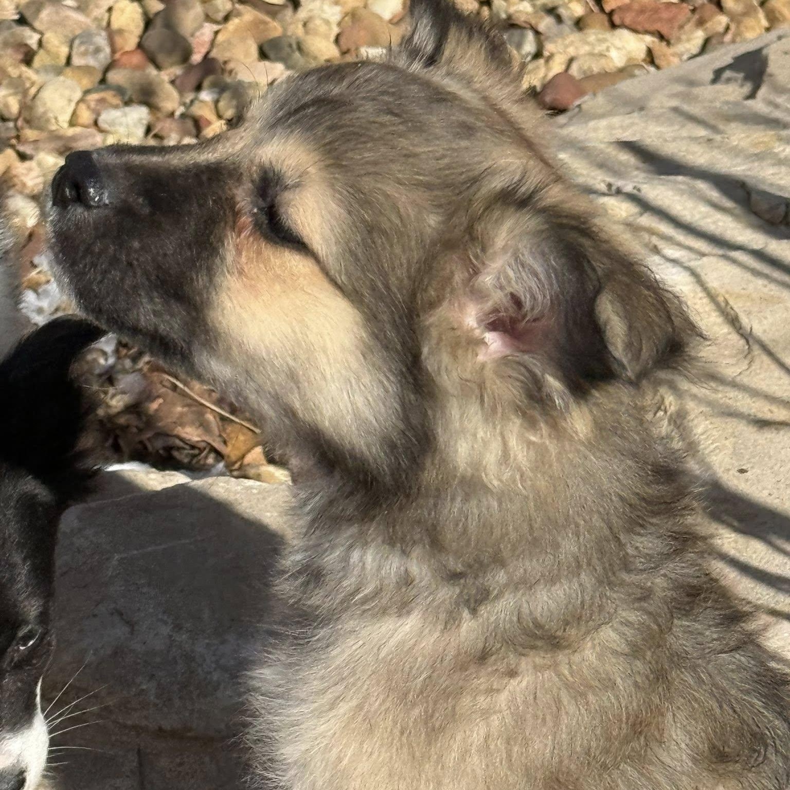 Enlarge DIEGO, an adopted mixed breed in Loveland, CO image 2/5