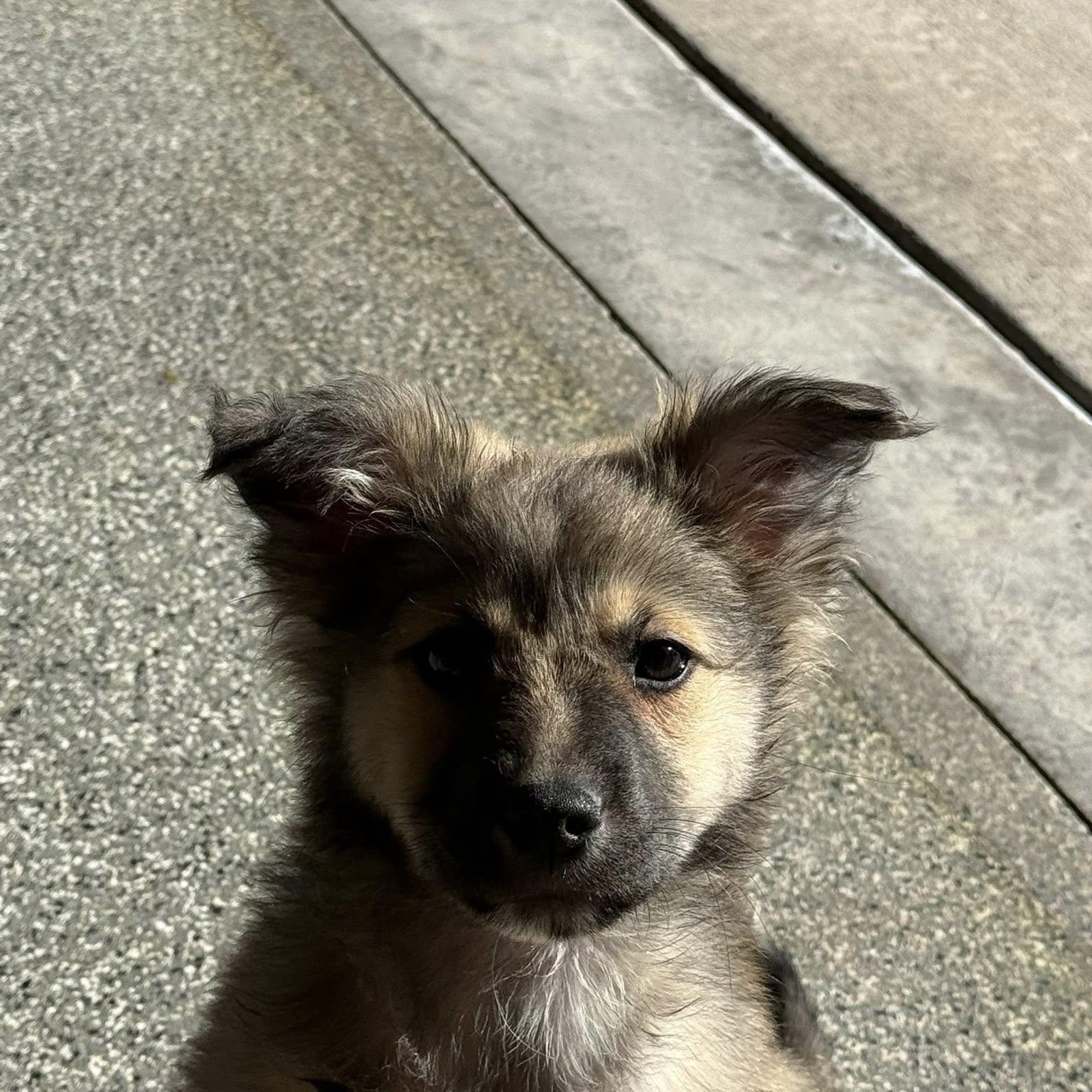 Enlarge DIEGO, an adopted mixed breed in Loveland, CO image 4/5