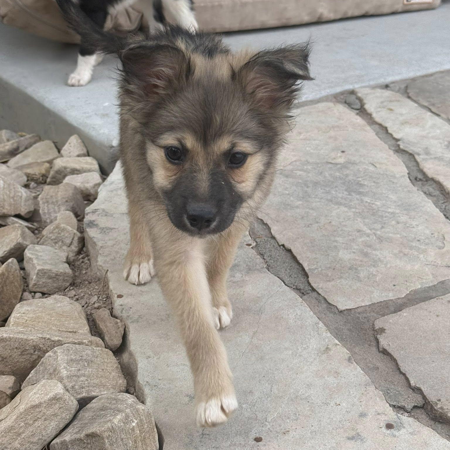 Enlarge DIEGO, an adopted mixed breed in Loveland, CO image 5/5